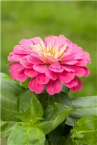 - Zinnia elegans  - Zinnia elegans