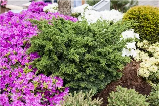 Juniperus chinensis - Chinesischer Wacholder Juniperus chinensis - Chinesischer Wacholder