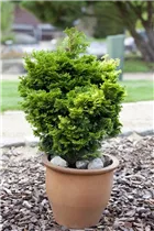 - Zwergkoniferen  - Zwergkoniferen