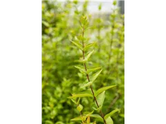 Abelia chinensis - Chinesische Abelie Abelia chinensis - Chinesische Abelie