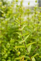 Abelia chinensis - Chinesische Abelie Abelia chinensis - Chinesische Abelie