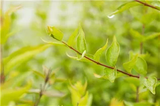 Abelia chinensis - Chinesische Abelie Abelia chinensis - Chinesische Abelie