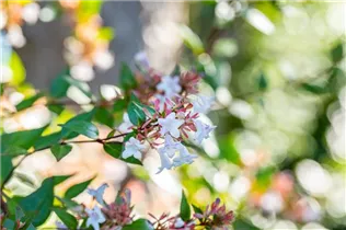 Abelia chinensis - Chinesische Abelie Abelia chinensis - Chinesische Abelie