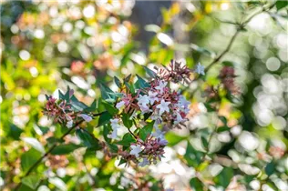 Abelia chinensis - Chinesische Abelie Abelia chinensis - Chinesische Abelie