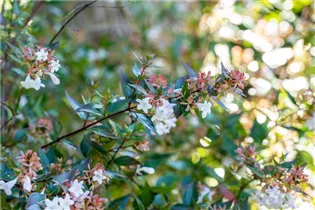 Abelia chinensis - Chinesische Abelie Abelia chinensis - Chinesische Abelie
