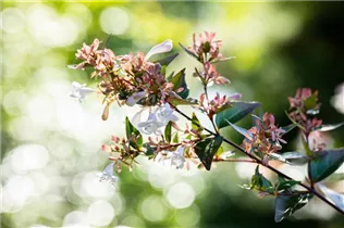 Abelia chinensis - Chinesische Abelie Abelia chinensis - Chinesische Abelie