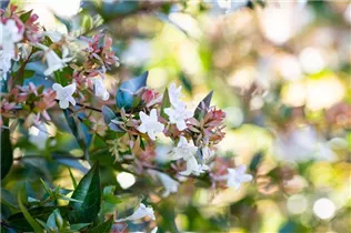 Abelia chinensis - Chinesische Abelie Abelia chinensis - Chinesische Abelie