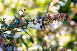 Abelia chinensis - Chinesische Abelie Abelia chinensis - Chinesische Abelie