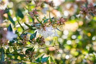 Abelia chinensis - Chinesische Abelie Abelia chinensis - Chinesische Abelie