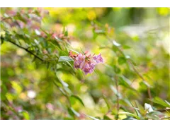 Abelia grandiflora 'Edward Goucher' - Abelie 'Edward Goucher' Abelia grandiflora 'Edward Goucher' - Abelie 'Edward Goucher'