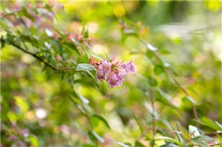 Abelia grandiflora 'Edward Goucher' - Abelie 'Edward Goucher' Abelia grandiflora 'Edward Goucher' - Abelie 'Edward Goucher'