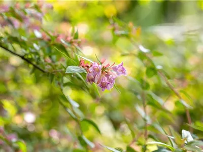 Abelia grandiflora 'Edward Goucher' - Abelie 'Edward Goucher' Abelia grandiflora 'Edward Goucher' - Abelie 'Edward Goucher'