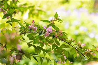 Abelia grandiflora 'Edward Goucher' - Abelie 'Edward Goucher' Abelia grandiflora 'Edward Goucher' - Abelie 'Edward Goucher'