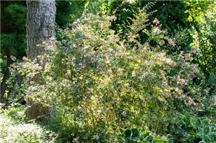 Abelia grandiflora 'Edward Goucher' - Abelie 'Edward Goucher' Abelia grandiflora 'Edward Goucher' - Abelie 'Edward Goucher'