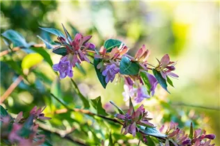 Abelia grandiflora 'Edward Goucher' - Abelie 'Edward Goucher' Abelia grandiflora 'Edward Goucher' - Abelie 'Edward Goucher'