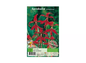Blumenzwiebeln Premium - Sprekelia formosissima Jacobslilie Blumenzwiebeln Premium - Sprekelia formosissima Jacobslilie