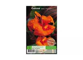 Blumenzwiebeln Premium - Canna Indica Tropicana Indisches Blumenrohr Blumenzwiebeln Premium - Canna Indica Tropicana Indisches Blumenrohr