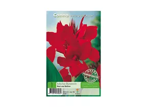 Blumenzwiebeln Premium - Canna Indica grünlaubig rot Indisches Blumenrohr