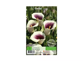 Blumenzwiebeln Premium - Calla Vermeer Zantedeschia Blumenzwiebeln Premium - Calla Vermeer Zantedeschia