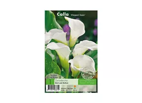 Blumenzwiebeln Premium - Calla Elegant Swan Zantedeschia