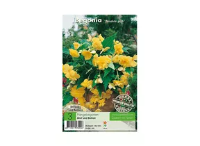 Blumenzwiebeln Premium - Begonia Pendula gelb Hängebegonien Blumenzwiebeln Premium - Begonia Pendula gelb Hängebegonien