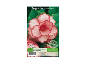 Blumenzwiebeln Premium - Begonia Bouton de Rose Großblütige Begonien