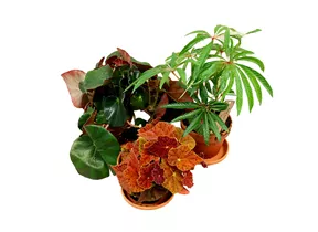 Mauk Gartenwelt - Begonia botanic - Zimmerbegonie Mauk Gartenwelt - Begonia botanic - Zimmerbegonie