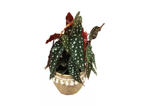 Mauk Gartenwelt - Begonia maculata - Forellenbegonie