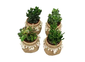 Mauk Gartenwelt - Crassula Dickblatt