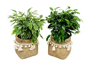 Mauk Gartenwelt - Ficus benjamini - Birkenfeige Mauk Gartenwelt - Ficus benjamini - Birkenfeige