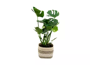 Mauk Gartenwelt - Monstera deliciosa - Fensterblatt