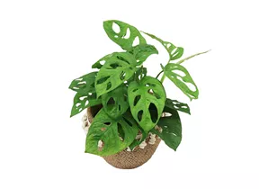 Mauk Gartenwelt - Monstera monkey mask - Fensterblatt