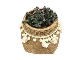 Mauk Gartenwelt - Monvillea spegazinni cristata - Kaktus