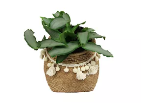 Mauk Gartenwelt - Murdania loriformus - Peking-Gras