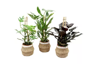 Mauk Gartenwelt - Philodendron - Baumfreund Mauk Gartenwelt - Philodendron - Baumfreund