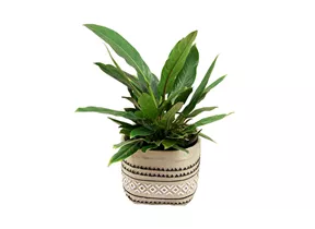 Mauk Gartenwelt - Philodendron fatboy yellow - Baumfreund Mauk Gartenwelt - Philodendron fatboy yellow - Baumfreund