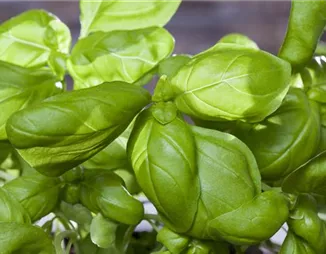 Ab in den Kräutergarten! Tipps für Basilikum, Minze und Co.