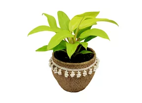 Mauk Gartenwelt - Philodendron malay gold - Baumfreund