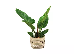 Mauk Gartenwelt - Philodendron melinonii - Baumfreund