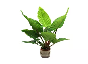 Mauk Gartenwelt - Philodendron melinonii ghost - Baumfreund Mauk Gartenwelt - Philodendron melinonii ghost - Baumfreund