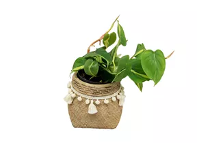 Mauk Gartenwelt - Philodendron scandens brazil - Baumfreund