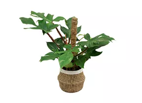 Mauk Gartenwelt - Philodendron squamiferum - Baumfreund