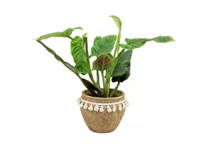 Mauk Gartenwelt - Philodendron subhastatum - Baumfreund