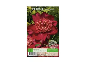 Blumenzwiebeln Premium - Paeonia Nippon Beauty Pfingstrose