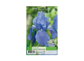 Blumenzwiebeln Premium - Iris germanica Blue Pearl Schwertlilie Blumenzwiebeln Premium - Iris germanica Blue Pearl Schwertlilie