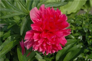 Blumenzwiebeln Premium - Paeonia lactiflora-hybrid Red Charm Pfingstrose Blumenzwiebeln Premium - Paeonia lactiflora-hybrid Red Charm Pfingstrose