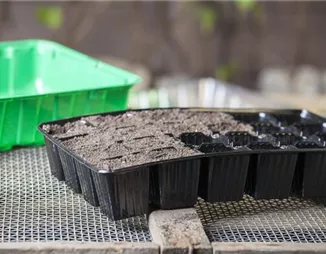 Alles über Anzuchtschalen: Pflanzen vorziehen leicht gemacht