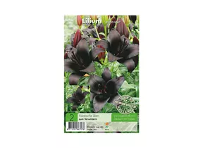 Blumenzwiebeln Premium - Lilium Nightrider Asiatische Lilien
