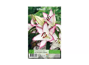 Blumenzwiebeln Premium - Lilium Hotline Orientalische Lilien