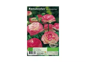 Blumenzwiebeln Premium - Ranunculus Aviv Picotee Pink Hahnenfuss
